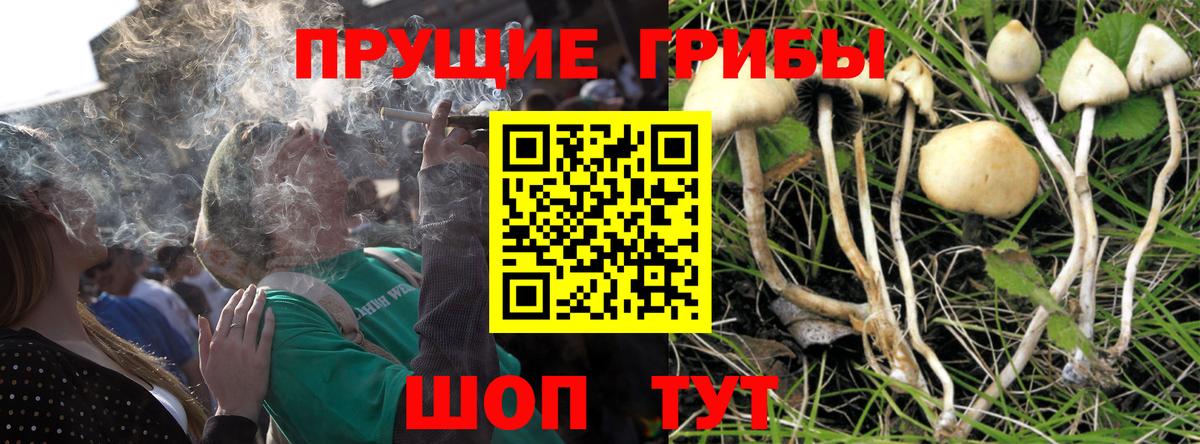 Псилоцибиновые грибы Psilocybe  Вход с VPN  Нижний Новгород 
